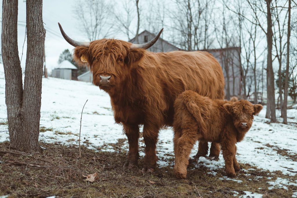 east_hollow_highland_farm_cows-8